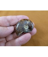 (F415-6) 1-1/2&quot; Ammonite fossil ammonites extinct marine molluscs shell ... - $11.29