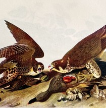 Peregrine Falcon Duck Hawk Bird Lithograph 1950 Audubon Antique Art Prin... - $34.99