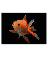 Cool Goldfish Geometric Drawing Poster A2 42x59cm BLPA3P60 Wall Art Phot... - $14.70 CAD