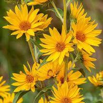 Maximillian Sunflower Seeds, Professional Pack, 15 Seeds, Masses of Flowers - £6.57 GBP