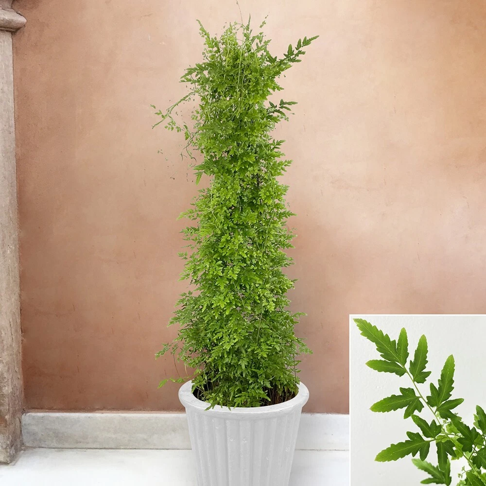 15+ Seeds Japanese Climbing Fern  house plant-  garden- flowers - $11.39