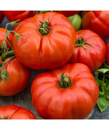 500 seeds Beefsteak Tomato - $14.98