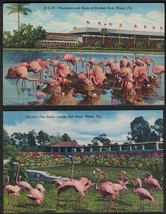 Lot of 2 FLORIDA Flamingo Postcards - See Photos F20 - £4.74 GBP