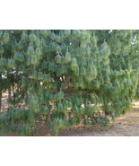 MBK Sagina Subulata Irish Moss 5 000 Raw Seeds Per Seeds Plant Seeds Har... - €42,46 EUR