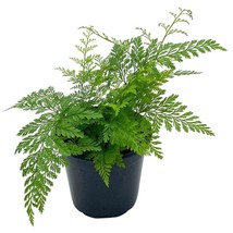 Rabbit&#39;s Foot Fern, Footed Rabbit 4 inch pot, Davallia canariensis fejeensis - £7.78 GBP