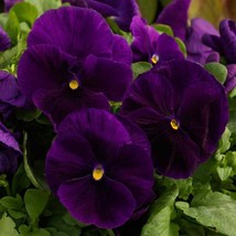 Fresh Pansy Seeds Pansy Majestic Clear Purple Flowers 100 Seeds Fast Shipping - £14.58 GBP