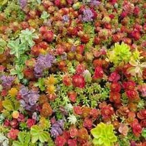 SEPTH 100+ Mixed Sedum Seeds - Stonecrop Beautiful Succulent Groundcover Usa Fre - £3.17 GBP