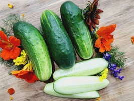 50 Wisconsin Smr58 Cucumber Seeds Pickling Organic Fresh Seeds Gardening USA - $9.88