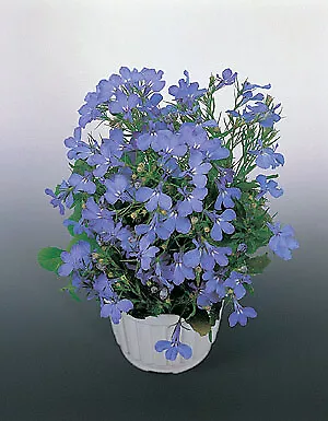 Lobelia Riviera Sky Blue 2,500 seeds - £16.80 GBP