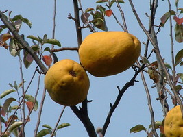 20 Seeds Chinese Quince Fruit Tree Chaenomeles Sinensis Fruit Flower Thornless - £13.62 GBP