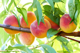 Nemaguard Peach Tree Prunus Persica Fruit Pink Flower 4 Seeds - £8.31 GBP