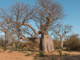 5 seeds Baobab Tree (Adansonia Digitata ) - $7.45