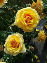 St. Tropez 1 Gal. Live Bush Plant Floribunda Rose Plants Fine Roses Landscape - £38.72 GBP