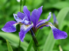 20 Southern Blue Flag Iris Pre-Stratified Seeds Iris Virginica Shrevei - $7.89