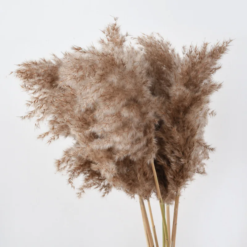 House Home 10pcs Real Bulrush Natural Dried Flowers Plants Small Dry Flower for  - £21.23 GBP