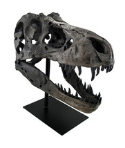 Gray Finished Tyrannosaurus Rex Fossil Skull Statue On Museum Mount T-Rex - £255.16 GBP
