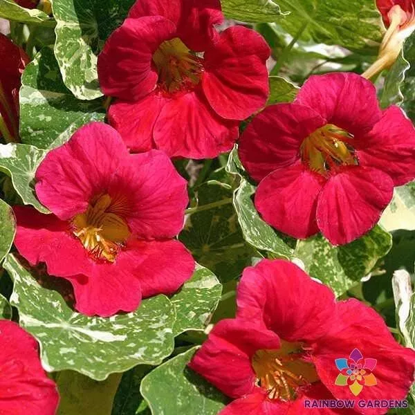 MBK 50 Seeds Alaska Rasp­Berry Nasturtium For Garden Non GMO Packs Sale - $11.65