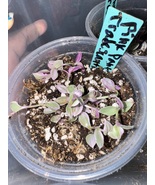 Pink panther tradescantia plant one per order 4 in pot - $20.77 CAD