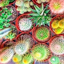 Variety! 100 Cactus Seed Cacti Flowering Succulents Seeds - $4.93