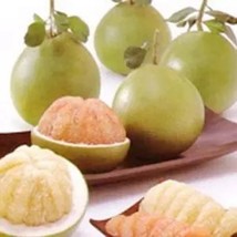 100 Seeds, Thai Pomelo Citrus Maxima Seeds CO-1633 - £12.68 GBP