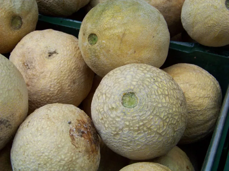 70 SEEDS - cantaloupe HALES BEST - JUMBO Cantalope  - $6.82