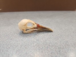 NK35 Real White Breasted Waterhen (Amaurornis phoenicurus) Bird Skull Ta... - £27.63 GBP