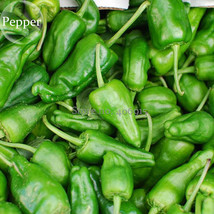 Famous Spanish Heirloom Padron Pepper 10 Seeds Hot Chilli Vegetables Gardening - £4.80 GBP