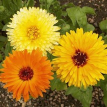 CALENDULA PACIFIC BEAUTY MIX, 125 SEEDS R - £11.42 GBP