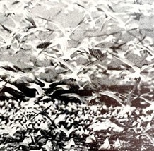Royal And Cabot Terns Battledore Island Louisiana 1936 Bird Print Nature... - €17,28 EUR