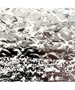 Royal And Cabot Terns Battledore Island Louisiana 1936 Bird Print Nature... - $27.42 CAD