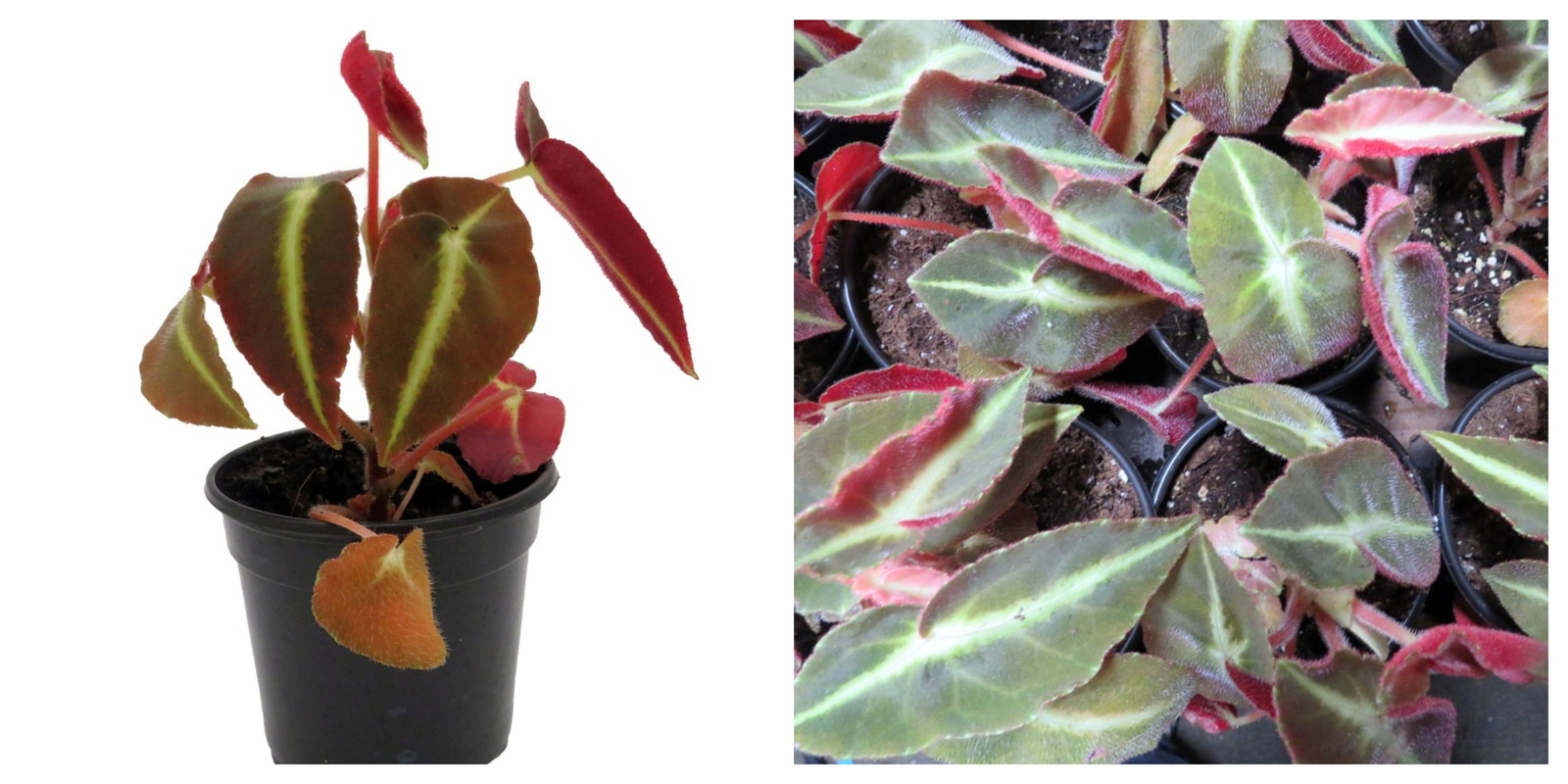 Cat&#39;s Eye Begonia Plant , Begonia Listada , 4&quot; Pot , Great Houseplant - $33.99
