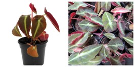 Cat&#39;s Eye Begonia Plant , Begonia Listada , 4&quot; Pot , Great Houseplant - €29,72 EUR