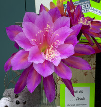 1 Epiphyllum &#39;Ambrosia&#39; Rooted Cutting, Indoor &amp; Outdoor Flower Plant - $24.95