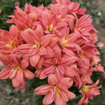 Rain Lily Plant seeds - $6.00