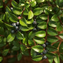 US Seller Evergreen Huckleberry Seeds Vaccinium Ovatum Packet Of 20 Seeds Fast S - $16.97