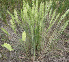 250 Seeds June Grass Perennial Ornamental Fresh USA Shipping - $72.26 MXN