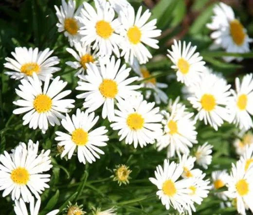 250 Bulk Seeds Aster Alpine White Aster Alpinus  - £21.06 GBP