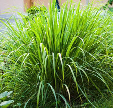 VP Lemongrass Seeds Non-Gmo Seeds Lemon Grass 200 Mosquito Repellent Herb /Ts - £3.34 GBP