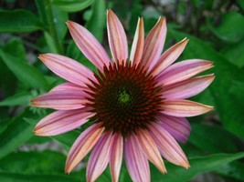 50 Pink Sherbert Coneflower Seeds Echinacea Perennial Flowers Flower Beautifully - $10.97