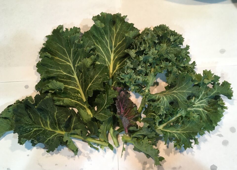 HSeeds 200 Seeds Kale Mix - Organic Crop Of 2023 - Winterhardy Zone 7-9 - $2.63
