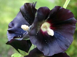 Black Hollyhock Seeds 20 Count~ Beautiful Accent PlantFrom US - $8.35