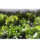 30 RED MANGROVE PLANTS W ROOTS FRESHWATER AQUARIUM  KOI POND FILTERATION - $54.70 CAD