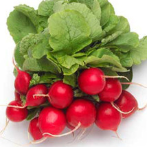 Ship From Us Organic Cherry Belle Radish Seeds ~ 2 Oz Seeds - NON-GMO, TM11 - £46.54 GBP