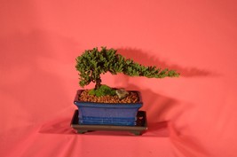 JAPANESE JUNIPER,TRADITIONAL BONSAI,5 YEARS OLD, WIND SWAP STYLE. - £34.29 GBP