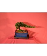 JAPANESE JUNIPER,TRADITIONAL BONSAI,5 YEARS OLD, WIND SWAP STYLE. - $58.81 CAD