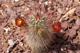 Echinocereus Russanthus Hardy Hedgehog Cactus Seeds Fresh Usa Seeds - $16.96