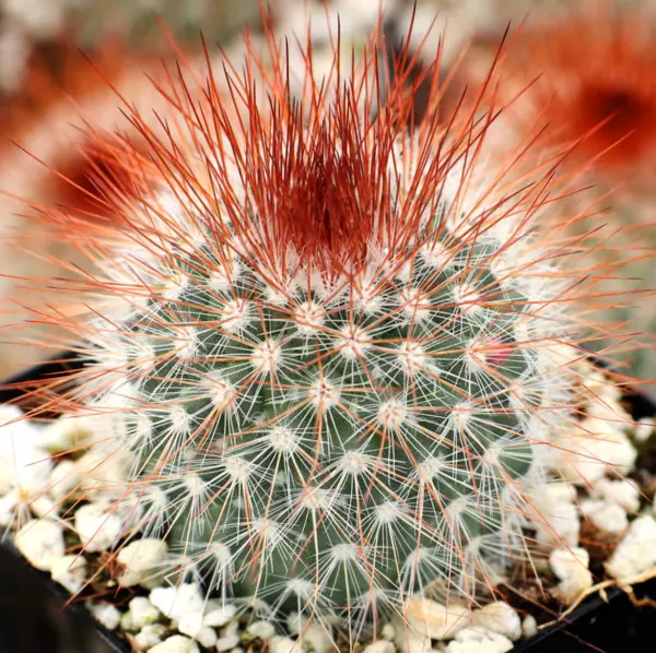 20 Red Headed Irishman Cactus Seeds To Grow Mammillaria Spinosissima Rubispin Ts - £15.72 GBP