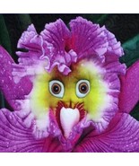the World&#39;s Rarest Baby Face Orchid Perennial Flower Seeds - $21.56 CAD