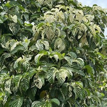 Item image 1 image 1