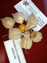 Korolek Ground Cherry - Physalis floridana - 20+ seeds - So 047 - £2.35 GBP